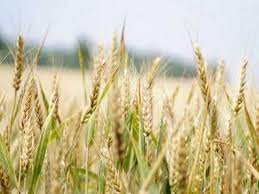 Indian wheat export explosions carry bonanza to farmers, and budget assistance