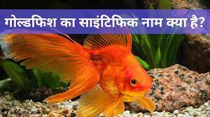 Goldfish ka Scientific Naam Kya hai?